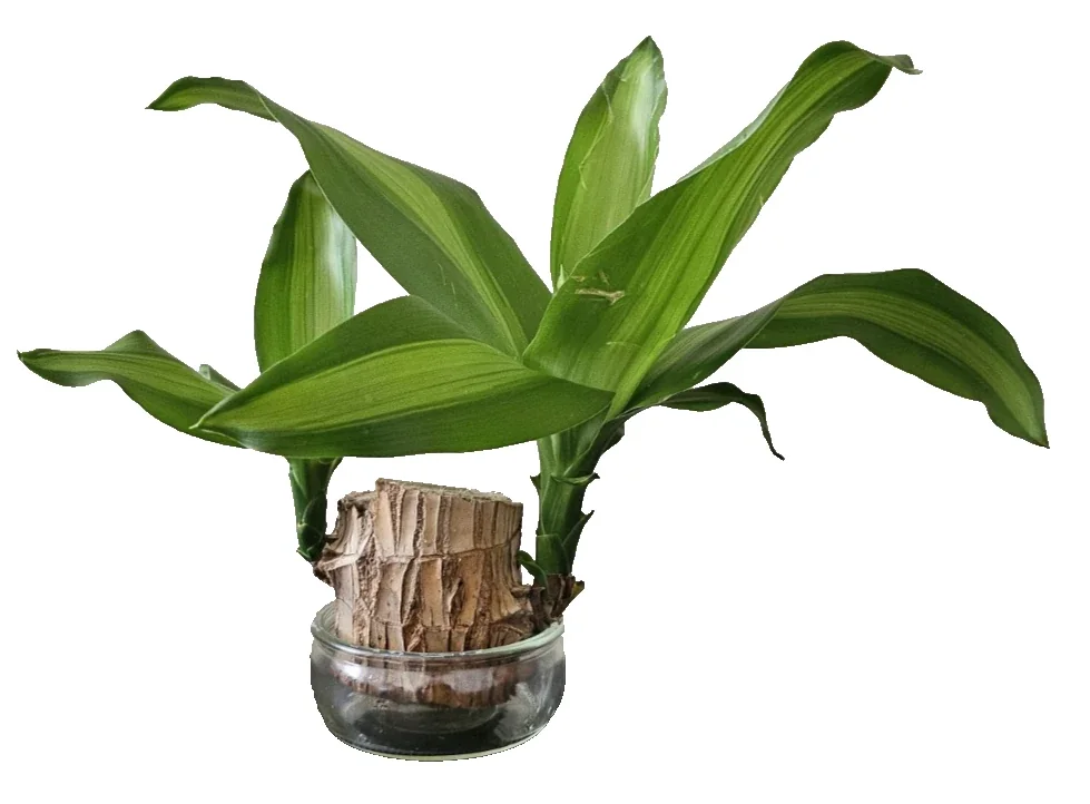 Lucky Fortune Hydroponic Corn Plant for Indoor Outdoor (Wood no buds 1 to 2 ft Tall) - Image 9