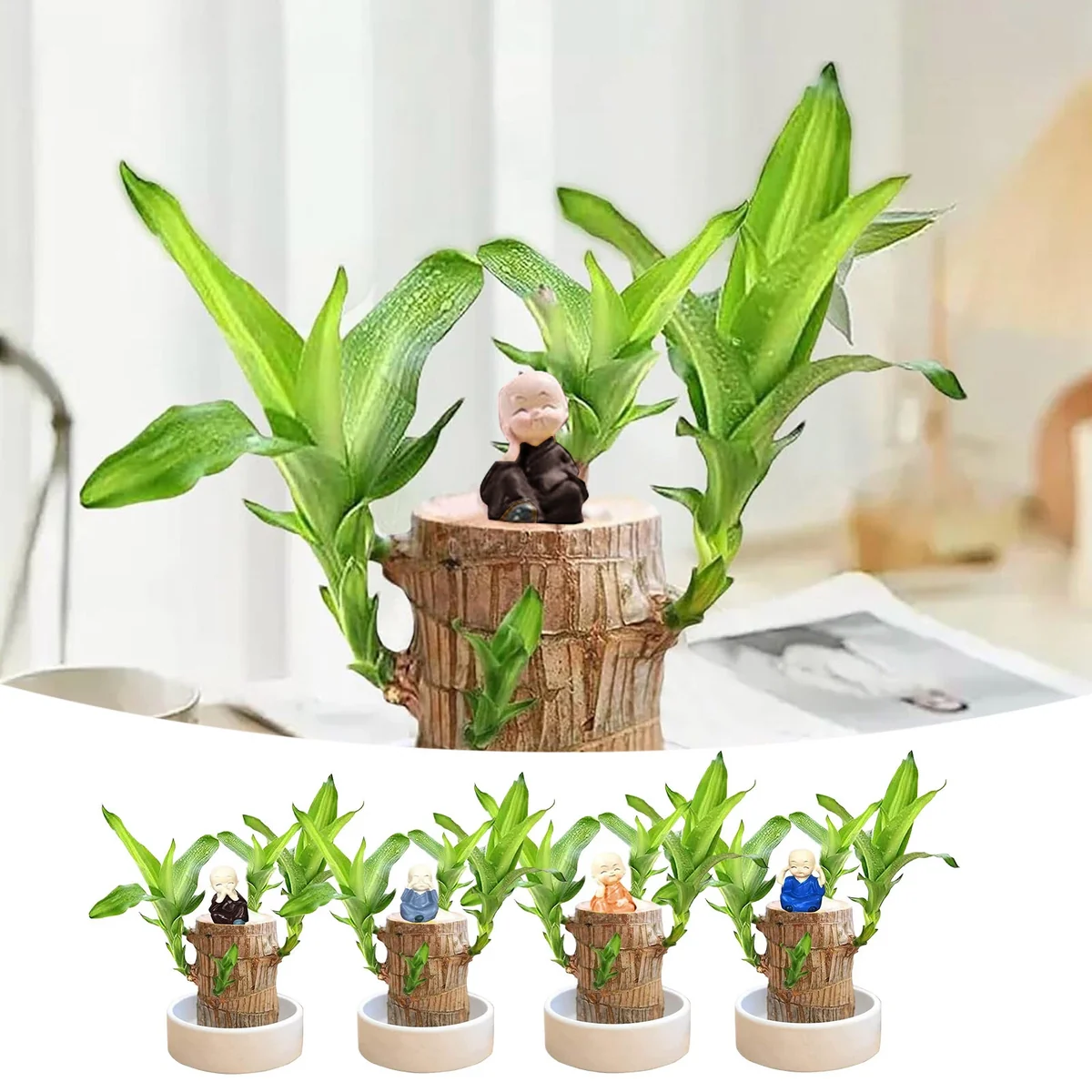 Lucky Fortune Hydroponic Corn Plant for Indoor Outdoor (Wood no buds 1 to 2 ft Tall) - Image 1