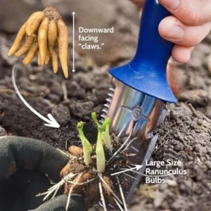 25 Ranunculus Bulbs for Fall Planting, Perennial Flowers Bulbs for Gardens, Vibrant Peony Buttercup Corms for Outdoor Borders (Multicolor Ranunculus)