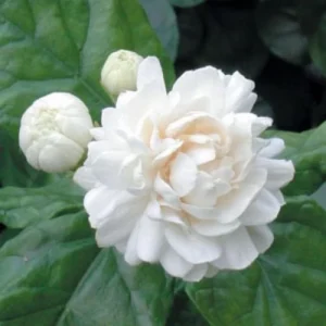 Arabian Jasmine Plant Live 10 Inch Fragrant Flower Vine Indoor Outdoor