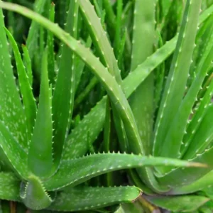 Aloe Vera Live Plant – Indoor Succulent – 4 Inch Potted – Low Maintenance - Image 3
