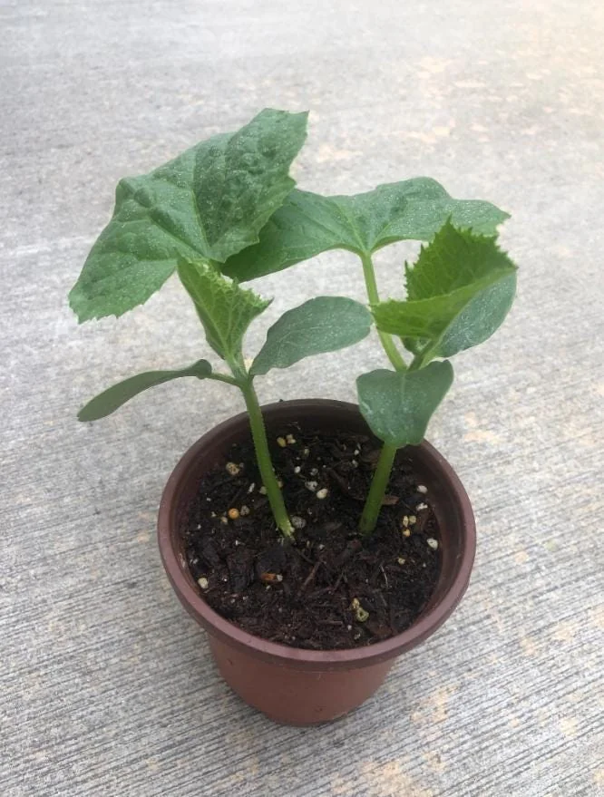 Marketmore Cucumber Live Plants – 3 Pots – 4 Inch Pot – Outdoor - Image 2