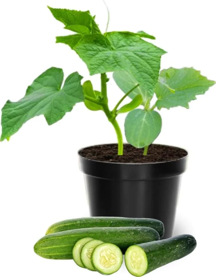Marketmore Cucumber Live Plants – 3 Pots – 4 Inch Pot – Outdoor - Image 4