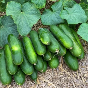 Marketmore Cucumber Live Plants – 3 Pots – 4 Inch Pot – Outdoor - Image 5
