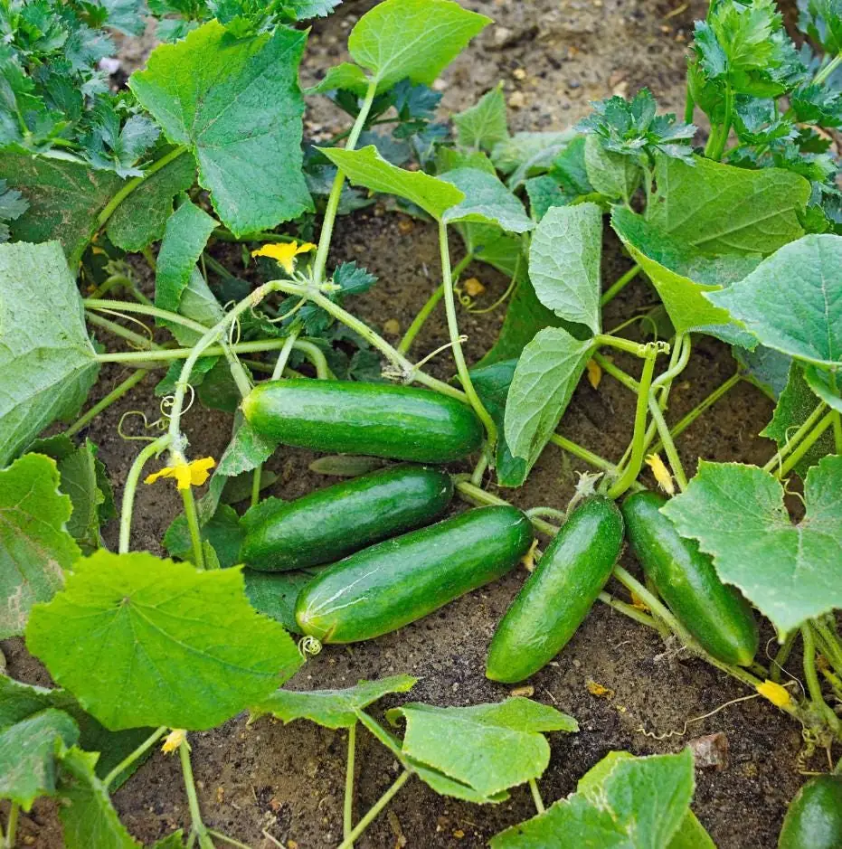 Marketmore Cucumber Live Plants – 3 Pots – 4 Inch Pot – Outdoor - Image 6