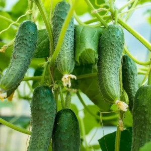 Marketmore Cucumber Live Plants – 3 Pots – 4 Inch Pot – Outdoor - Image 7