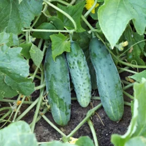 Marketmore Cucumber Live Plants – 3 Pots – 4 Inch Pot – Outdoor - Image 8