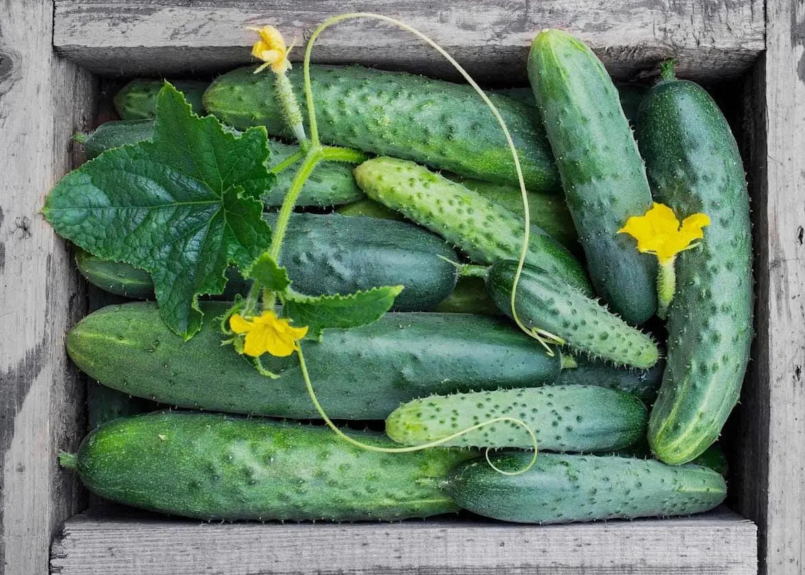 Marketmore Cucumber Live Plants – 3 Pots – 4 Inch Pot – Outdoor - Image 9