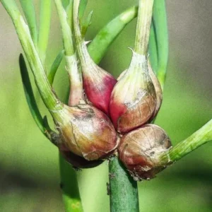 Set 20 Egyptian Walking Onions Bulbs for Planting, High Yield Walking Onion Tubers for Perennial Planting, Outdoor, Winter Hardy in Zones 3–9