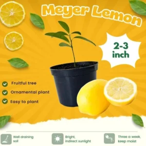 Meyer Lemon Tree – Live Plant – 2-3 Inches Tall – Outdoor - Image 10