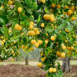 Meyer Lemon Tree – Live Plant – 2-3 Inches Tall – Outdoor - Image 2