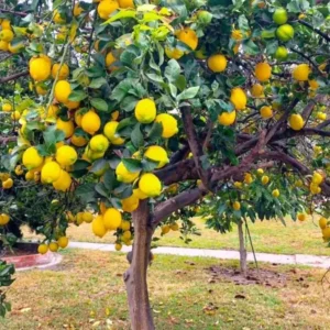 Meyer Lemon Tree – Live Plant – 2-3 Inches Tall – Outdoor - Image 8