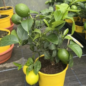 Meyer Lemon Tree – Live Plant – 2-3 Inches Tall – Outdoor - Image 9