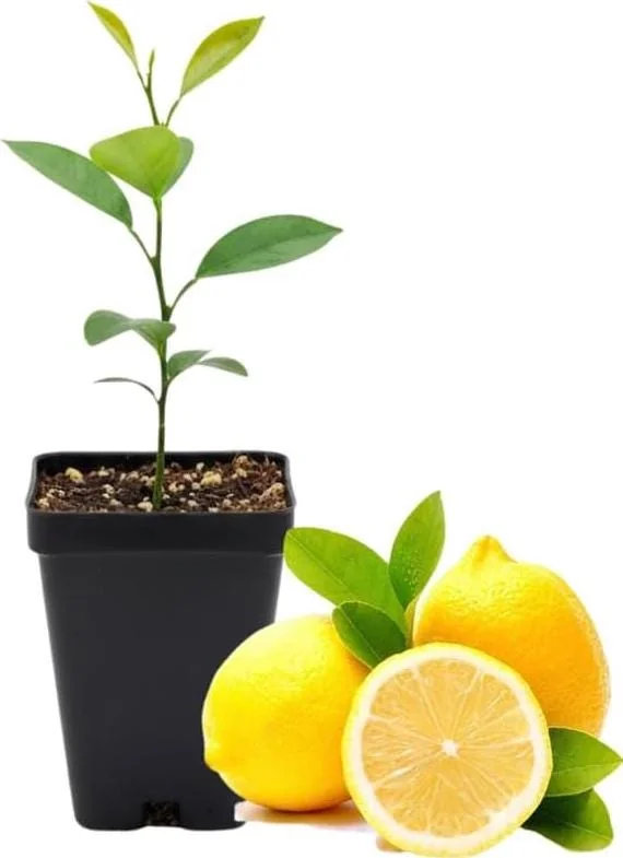 Meyer Lemon Tree – Live Plant – 2-4 Inches Tall – Indoor/Outdoor - Image 4