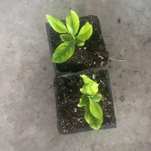 Meyer Lemon Tree – Live Plant – 2-4 Inches Tall – Indoor/Outdoor - Image 5