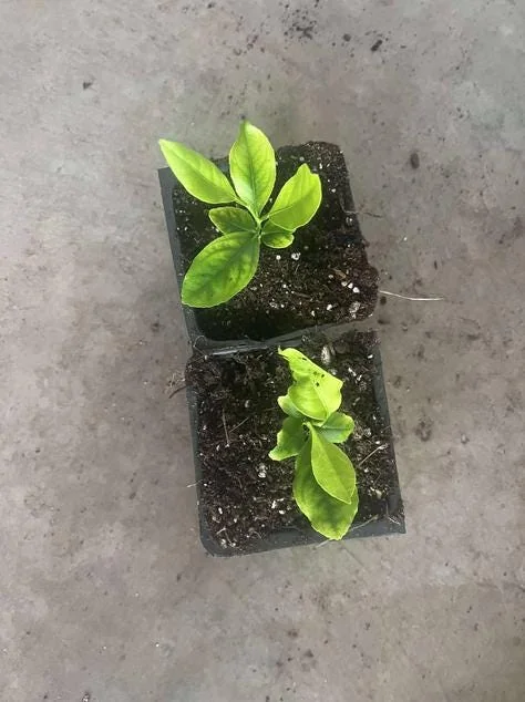 Meyer Lemon Tree – Live Plant – 2-4 Inches Tall – Indoor/Outdoor - Image 5