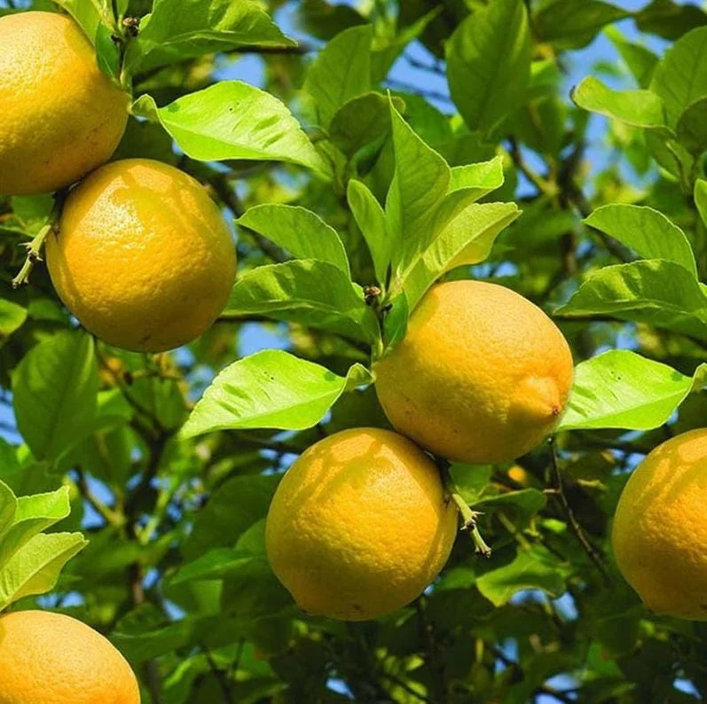 Meyer Lemon Tree – Live Plant – 2-4 Inches Tall – Indoor/Outdoor - Image 7