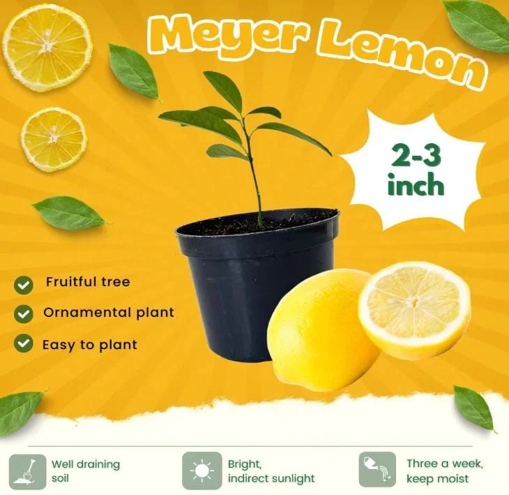 Meyer Lemon Tree Live Plant – Citrus Starter Plant – 2-4” Tall – 4 Inch Pot – Outdoor - Image 10