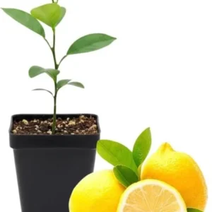 Meyer Lemon Tree Live Plant – Citrus Starter Plant – 2-4” Tall – 4 Inch Pot – Outdoor - Image 4