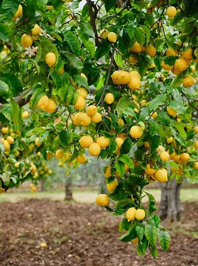 Meyer Lemon Tree Live Plant – Citrus Starter Plant – 2-4” Tall – 4 Inch Pot – Outdoor - Image 6