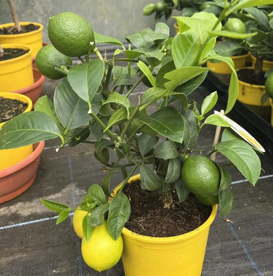 Meyer Lemon Tree Live Plant – Citrus Starter Plant – 2-4” Tall – 4 Inch Pot – Outdoor - Image 9