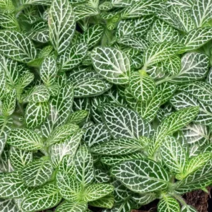 Mini Green & White Nerve Plant – Fittonia verschaffeltii – Live Plant – 2.5 Inch Pot – Indoor - Image 2