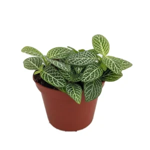 Mini Green & White Nerve Plant – Fittonia verschaffeltii – Live Plant – 2.5 Inch Pot – Indoor - Image 1