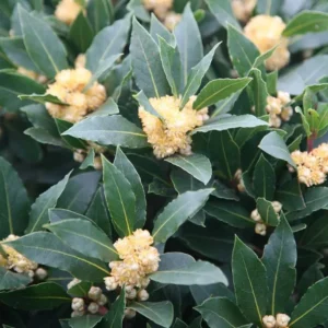 Sweet Bay Laurel Herb Plant – Live plant – 1 Year Old – 8-12 inches – Outdoor - Image 9