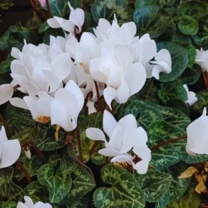 White Cyclamen Plant Live, Live Cyclamen Flower Plant, 4 Inc Pot