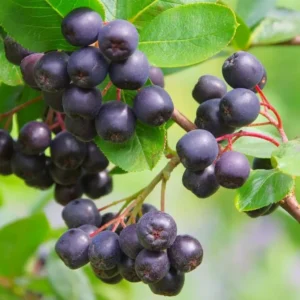 Black Chokeberry Plant in Pot, 8 Inch Tall, Edible Aronia Berry Plant Shrub for Planting, Dormant in Winter