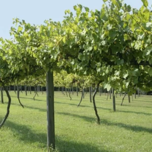 Set of 3 Black Muscadine Grape Plants Live, 4-6