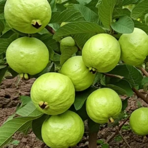 Set 2 Guava Tree Live Plant – White Guava – Live plant – 8 to 10 Inc Tall – Outdoor - Image 5