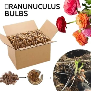 Ranunculus Bulbs Mix - 25 Corms for Planting - French Peony Buttercups