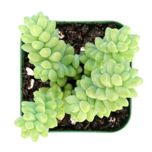 Sedum 'Burrito' Donkey Tail #A Succulent Live Plant 2 Inch Pot for Home Garden Decor