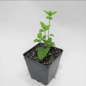 1 Pot (1 Clump) of Spearmint Herb Live Starter Plant for Planting, Edible Aromatic Herb, Fragrant Perennial Herbs, 4