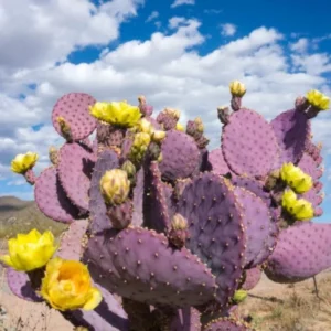 Purple Prickly Pear Cactus Live Plant - 6-8" Tall - 4" Pot - Opuntia sp. - Hardy Ornamental & Edible Cactus for Garden and Containers - Image 1