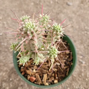 Variegated Corn Cob Cactus Euphorbia Mammillaris Cactus Plant 2 Inch Pot for Garden