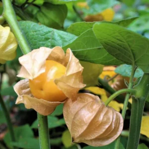 Cape Gooseberry Live Plant – Golden Berry – Outdoor – 8-10 Inch Tall – 4 Inch Pot - Image 2