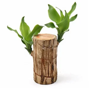 Lucky Fortune Hydroponic Corn Plant for Indoor Outdoor (Wood no buds 1 to 2 ft Tall) - Image 20