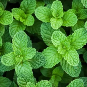 Spearmint Live Plant, Fragant Herb Spearmint Plants, 4-6 Inch Tall, Well-Rooted Starter Plant, Indoor Outdoor Container or Garden Plants