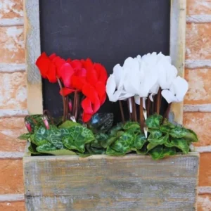 White Cyclamen Plant Live, Live Cyclamen Flower Plant, 4 Inc Pot