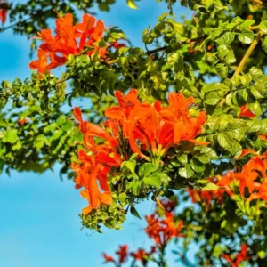 Orange Cape Honeysuckle – Climbing Live Plant – 6-8 inches Tall – Outdoor - Image 3