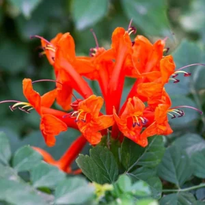 Orange Cape Honeysuckle – Live Plant – 6-8