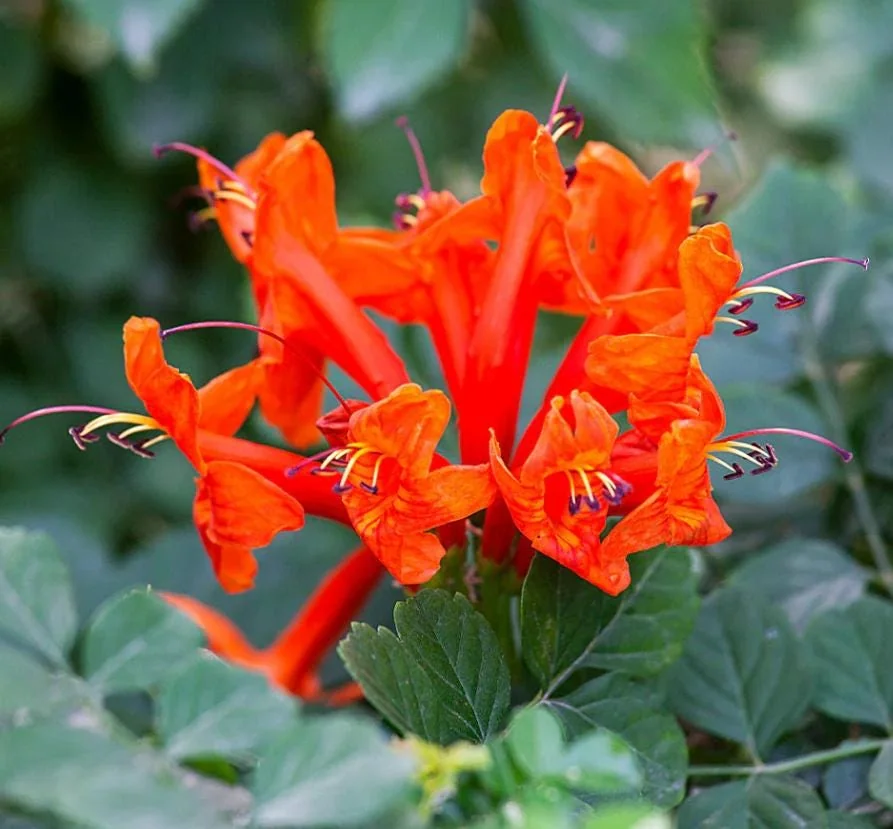 Orange Cape Honeysuckle – Live Plant – 6-8" Tall in 4" Pot – Outdoor - Image 2
