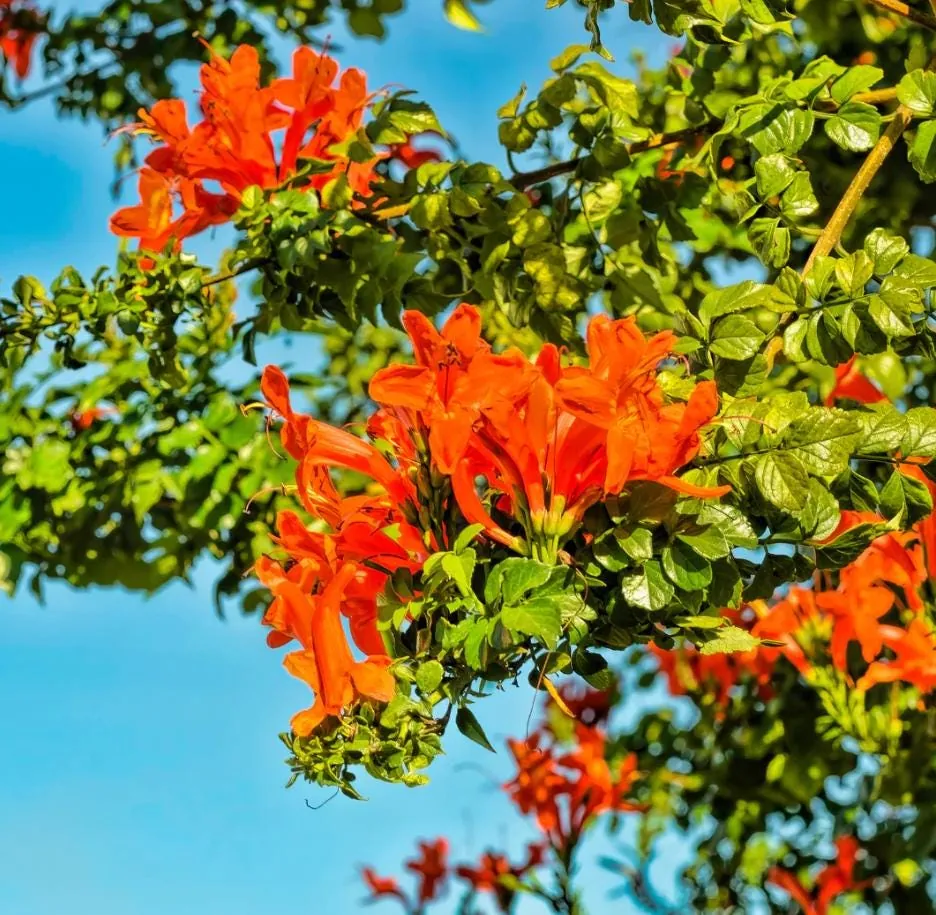 Orange Cape Honeysuckle – Live Plant – 6-8" Tall in 4" Pot – Outdoor - Image 3