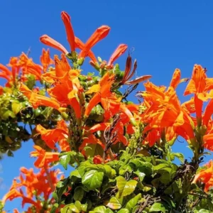 Orange Cape Honeysuckle – Live Plant – 6-8