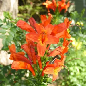 Orange Cape Honeysuckle – Live Plant – 6-8