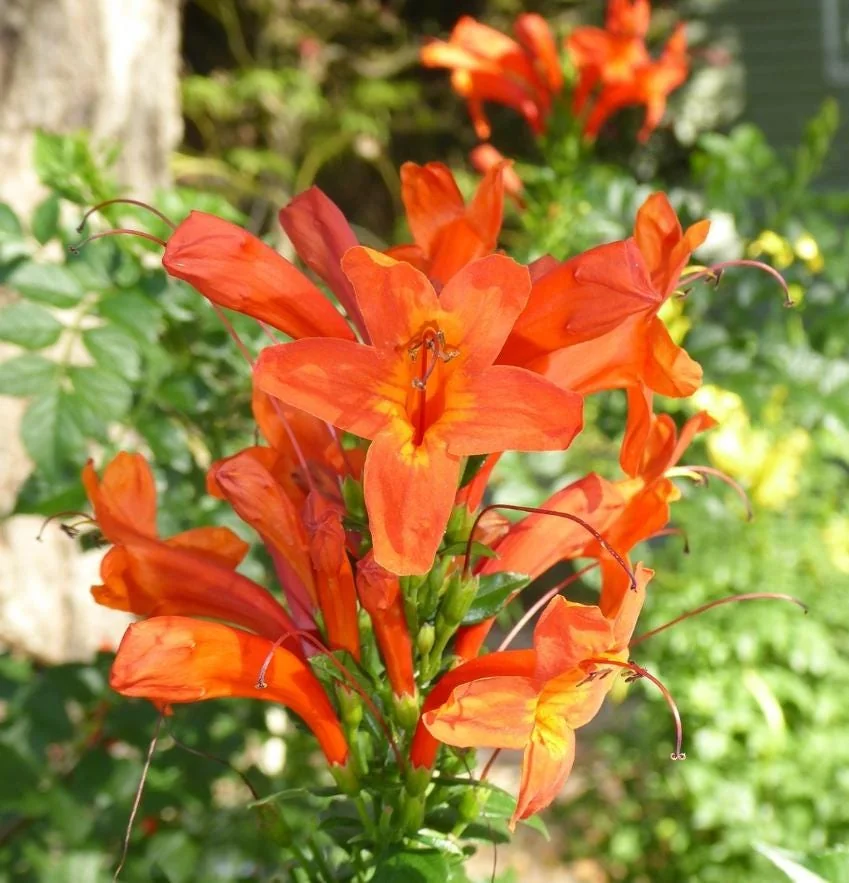 Orange Cape Honeysuckle – Live Plant – 6-8" Tall in 4" Pot – Outdoor - Image 4