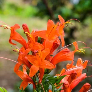 Orange Cape Honeysuckle – Live Plant – 6-8