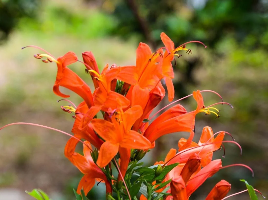 Orange Cape Honeysuckle – Live Plant – 6-8" Tall in 4" Pot – Outdoor - Image 5